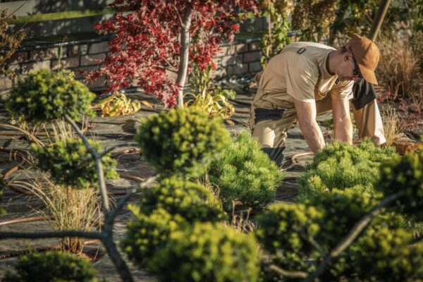 Garden Clean Up