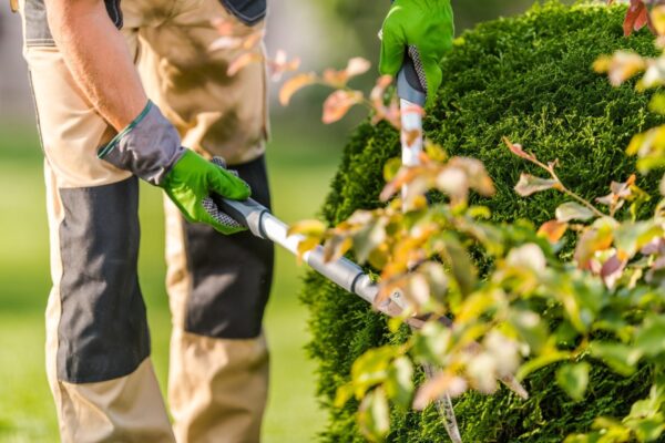 Tradie Taskforce - pruning & hedging plants