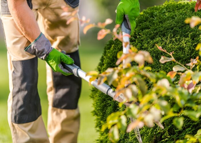 Tradie Taskforce - pruning & hedging plants